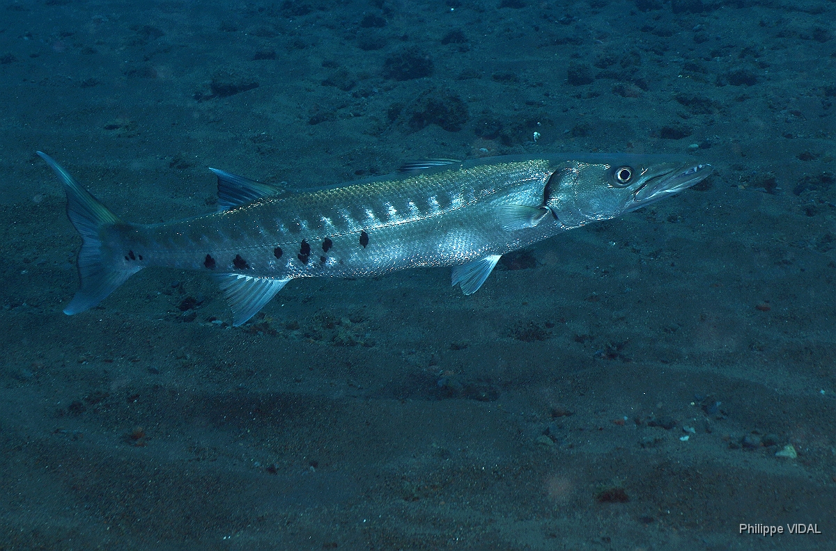 Bali 2016 - Great Barracuda- Barracuda  - Sphyraena barracuda - IMG_5921_rc.jpg